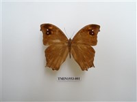 藏品(暮眼蝶)的圖片